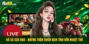 Đá Gà Cựa Dao - Những Trận Chiến Kịch Tính Đến Nghẹt Thở