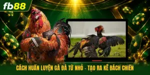 Cách Huấn Luyện Gà Đá Từ Nhỏ - Tạo Ra Kê Bách Chiến